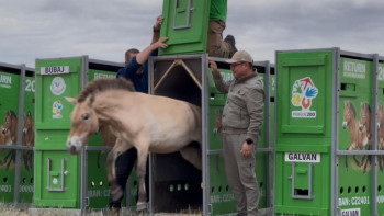 Фотография к новости: Қазақстанға керқұландардың жаңа тобы келіп жетті