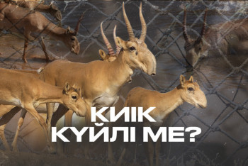 Фотография к новости: Қазақстандағы киіктер 4 миллионға жетті: зиян, пайда және шешім