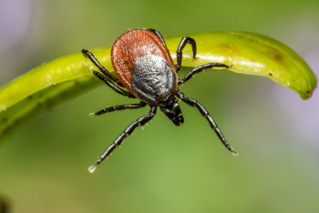 Фотография к новости: Жыл басынан бері елімізде кене энцефалитінің 17 жағдайы тіркелді