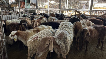 Фотография к новости: Алматыда Құрбан айтта құрбандық шалу құны қанша: базардағы жағдай қалай