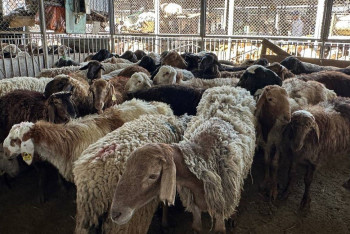 Фотография к новости: Алматыда Құрбан айтта құрбандық шалу құны қанша: базардағы жағдай қалай