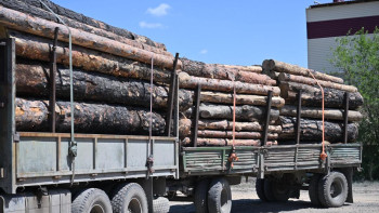 Фотография к новости: Абай облысында ағаш өңдеу кешені салынады