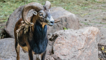 Фотография к новости: Қарқаралы баурайындағы арқарлар бейнежазбаға ілікті