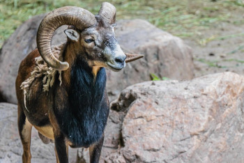 Фотография к новости: Қарқаралы баурайындағы арқарлар бейнежазбаға ілікті