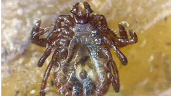 Фотография к новости: Түркияда 30-дан астам ауру тарататын кененің жаңа түрі табылды