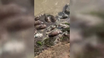 Фотография к новости: БҚО-да 800-ден астам киік өлексесі судан шығарылды