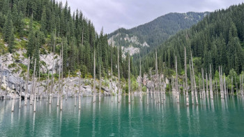 Фотография к новости: Қайыңды көлі: Су астындағы орманға саяхат