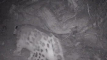 Фотография к новости: "Көлсай көлдері" ұлттық паркінде қар барысы фототұзаққа түсті