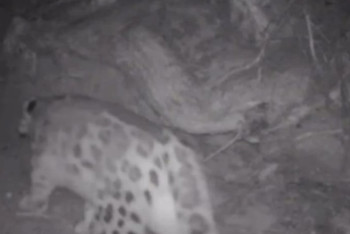 Фотография к новости: "Көлсай көлдері" ұлттық паркінде қар барысы фототұзаққа түсті