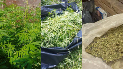 Бақшасында 920 түп қарасора өсірген ауыл тұрғыны ұсталды