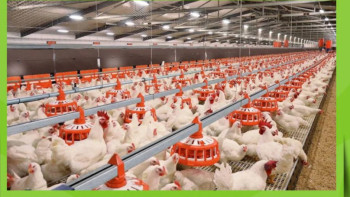 Фотография к новости: Түркістан облысында ірі құс фабрикасы іске қосылады