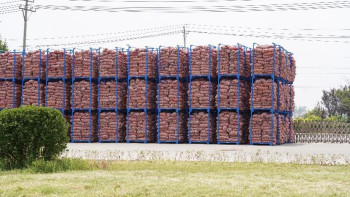 Фотография к новости: Түркістанда сарымсақтан түрлі дәрумен өндіретін кәсіпорын салынуы мүмкін