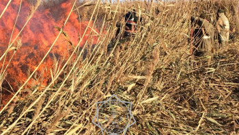 Фотография к новости: Атырауда қамыс өртімен күрес жалғасуда: 805 гектар аумақ жанып кетті