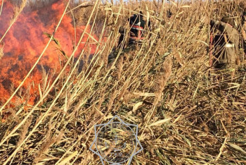 Фотография к новости: Атырауда қамыс өртімен күрес жалғасуда: 805 гектар аумақ жанып кетті