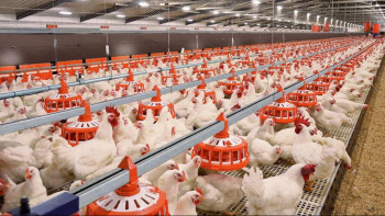 Фотография к новости: Түркістан облысында 280 мың құсқа арналған құс фабрикасы іске қосылады