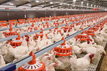 Түркістан облысында 280 мың құсқа арналған құс фабрикасы іске қосылады