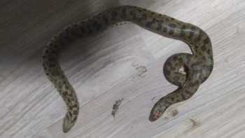 Фотография к новости: Талдықорғанда үйге екібасты жылан кіріп кеткен