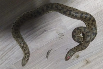 Талдықорғанда үйге екібасты жылан кіріп кеткен