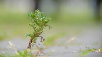 Фотография к новости: Жусанның иісіне же­тетін ешнәрсе жоқ – Мәулен Әшімбаев