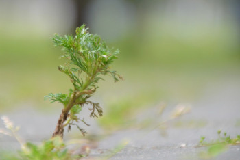 Фотография к новости: Жусанның иісіне же­тетін ешнәрсе жоқ – Мәулен Әшімбаев
