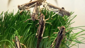 Фотография к новости: Қазақстан шегірткеге қатысты жағдайды көршілермен бірге бақылап отыр - Бектенов