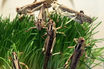 Фотография к новости: Қазақстан шегірткеге қатысты жағдайды көршілермен бірге бақылап отыр - Бектенов