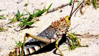 Фотография к новости: Мароккалық шегірткемен күрес жұмыстары аяқталды