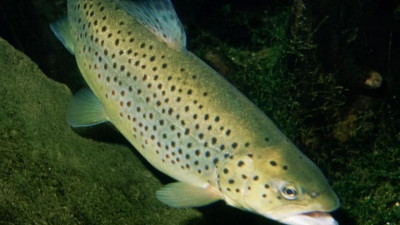 Каспий теңізіне Қызыл кітапқа енген албырт шабақтары жіберілді