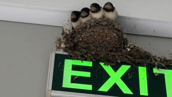 Фотография к новости: "Қарлығашым, келдің бе?" Береке құсы зауытқа ұя салды