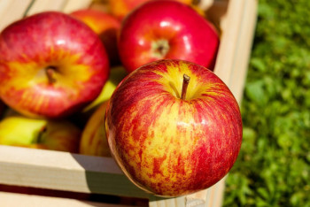 Фотография к новости: Күніне бір алма жеу расымен денсаулыққа пайдалы ма?