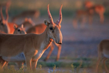 Фотография к новости: 1,5 мың киік Қытайға қалай көшіріледі? – министр жауап берді