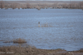 Фотография к новости: Су тасқыны кезінде 6 мың студент көмекке шыққан