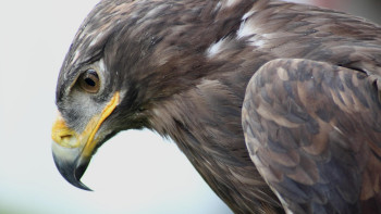 Фотография к новости: Сақина тағылған қыран балапандарына енді GPS орнатылады