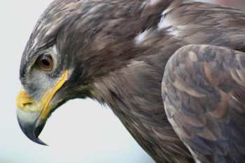 Фотография к новости: Сақина тағылған қыран балапандарына енді GPS орнатылады