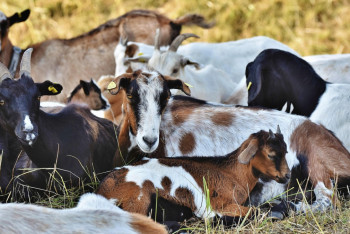 Қазақстан Моңғолиядан 500 мың ешкі сатып алмақ