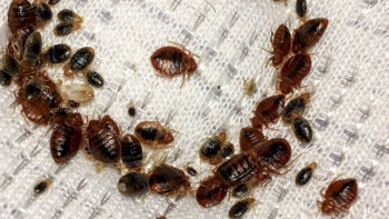 Фотография к новости: Алматыдағы көпқабатты пәтерлерді қандала басып алды