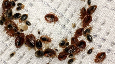 Алматыдағы көпқабатты пәтерлерді қандала басып алды