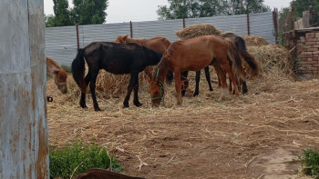 Фотография к новости: Жетісуда мал ұрлығы азаяр емес