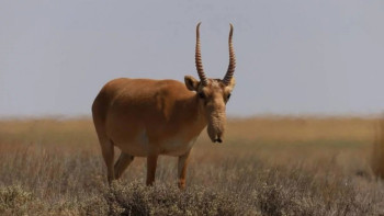 Фотография к новости: Қазақстанда киік саны қайта реттелетін болды