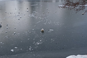 Фотография к новости: Ақтөбе облысында жоғалған ер адам мен немересі суға батқан көліктен табылды