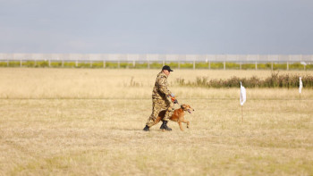 Фотография к новости: «Тазы лигасы - 2025»: Жүйрік тазылар жарысы өтті