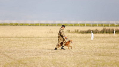 «Тазы лигасы - 2025»: Жүйрік тазылар жарысы өтті