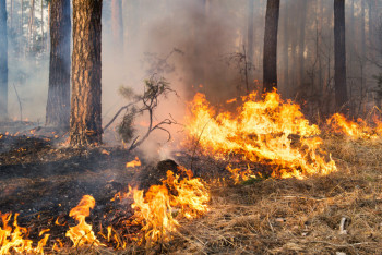 Фотография к новости: Түркияда орман өрттері салдарынан Измир халықаралық әуежайы уақытша жабылды