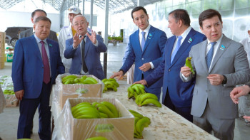 Фотография к новости: Қазақстанда алғаш рет банан өсірілетін жылыжай іске қосылды