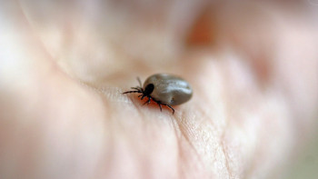 Фотография к новости: Шымкентте кене шаққан 500-ден астам адам дәрігерге жүгінген