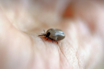 Фотография к новости: Шымкентте кене шаққан 500-ден астам адам дәрігерге жүгінген