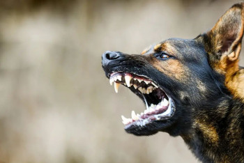 Фотография к новости: "Өзі ашуландырған": Баланы қапқан иттің иесі кінәсін мойындамай отыр