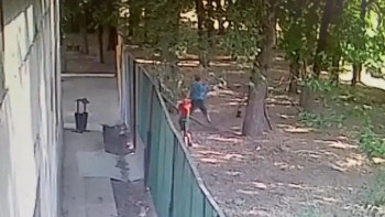 Фотография к новости: Баланы қапқан ит: Бақылау камерасынан видео жарияланды