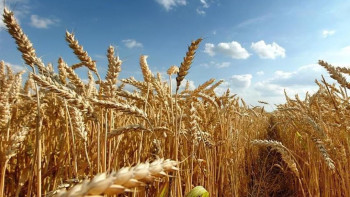 Фотография к новости: Қазақстанда халықаралық «Астық 2025» конференциясы өтеді