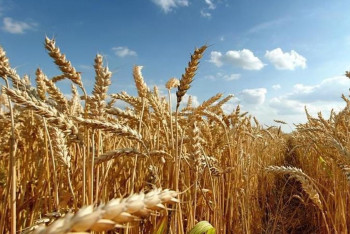 Фотография к новости: Қазақстанда халықаралық «Астық 2025» конференциясы өтеді